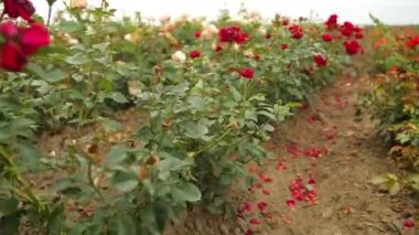 Rose plantation. Growing roses for seedlings. Rose farm.