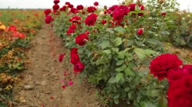 Rose plantation. Growing roses for seedlings. Rose farm.
