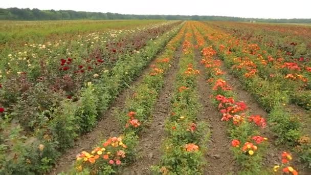 Rose Plantation Growing Roses Seedlings Rose Farm — Vídeos de Stock