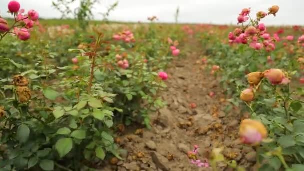 Rose Plantation Growing Roses Seedlings Rose Farm — Stockvideo