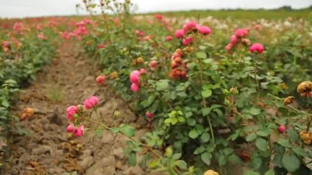 Плантація Троянд Вирощування Троянд Розсади Рожева Ферма — стокове відео