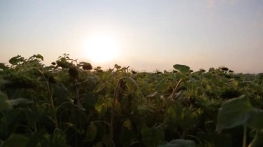Sunflower field at sunrise. Sunflowers lowered their heads under the weight of seeds. Sunflower field at sunset.