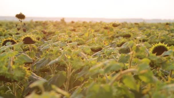 Sunflower Field Sunrise Sunflowers Lowered Heads Weight Seeds Sunflower Field — Wideo stockowe