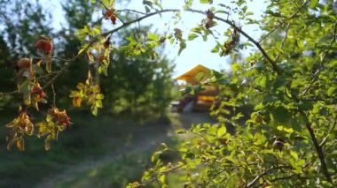 Budget glamping for family outdoor recreation. Glamping terrace in the forest. Glamping houses, rural landscape, tent houses.