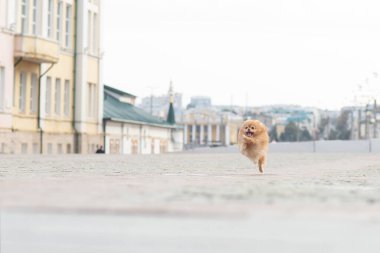 Bir Pomeranian, Cheboksary 'de metresine koşuyor.