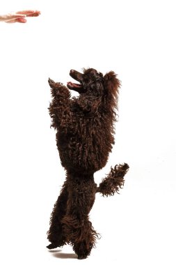 Stüdyo ışığında çekilen siyah kaniş.