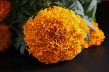 Cempasuchil çiçeği, Ölüler Günü 'nde süs ve adak olarak kullanılır..