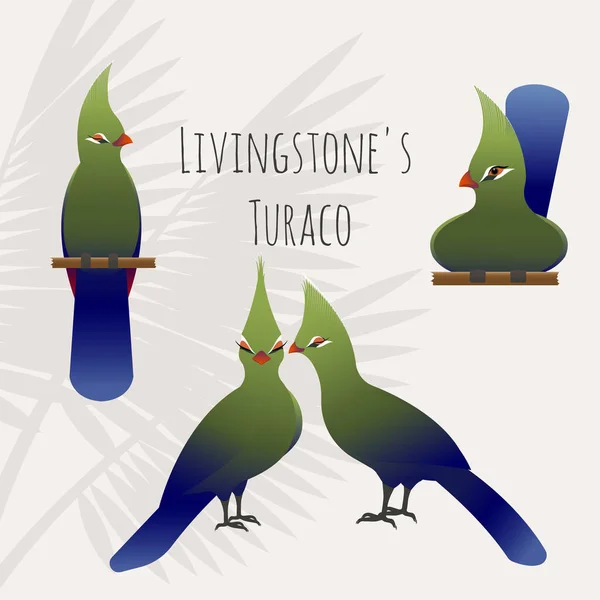 A vector illustration set of livingstone's turaco birds. Colourful gradient birds on a light background, text is present
