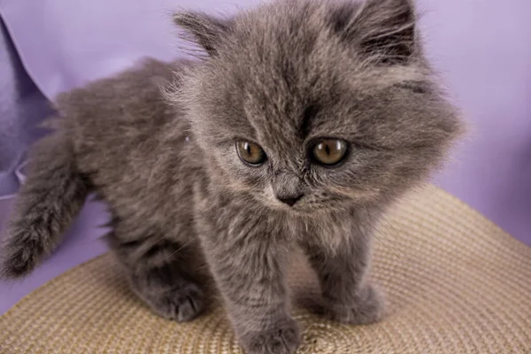 Kitten Exploring World — Stock Photo, Image