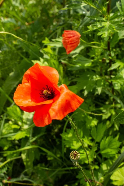 Een Glade Van Rode Papavers Close Van Klaprozen Achtergrond Van — Stockfoto