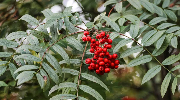 Olgun Kırmızı Rowan Meyveleri Dallarda — Stok fotoğraf