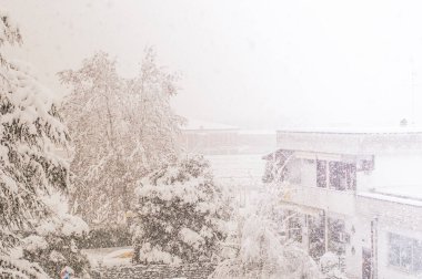 Kar, düşen karın arka planında Noel ağaçlarını ve çayırları kapladı