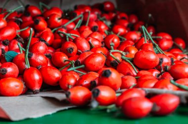 Kese kağıdında taze gül kalçaları, arka plan gülü