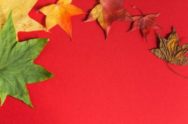 Kırmızı arkaplan görünümünde sonbahar yaprakları.