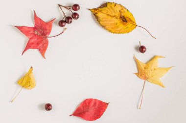 Beyaz arkaplan görünümünde sonbahar yaprakları.