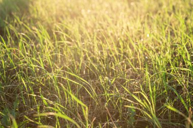 Günbatımı manzaralı yeşil çimenler. Bulanık doğal arkaplan