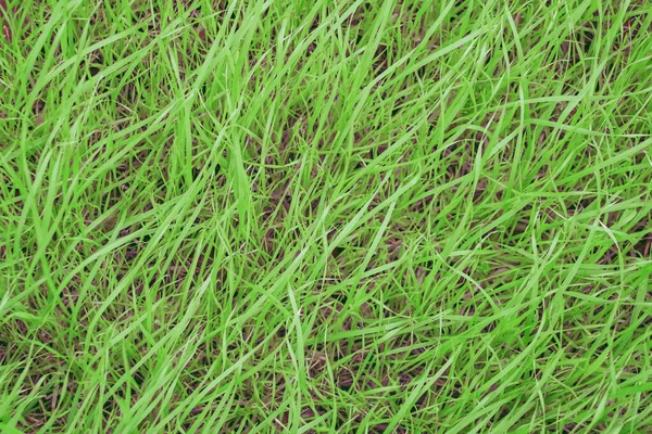 Ovanifrån Grönt Ungt Gräs Naturlig Bakgrund — Stockfoto
