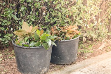 Kırpılmış dallar saksıda yapraklar. Yeni yaz mevsimi için ağaçları hazırlıyorum.