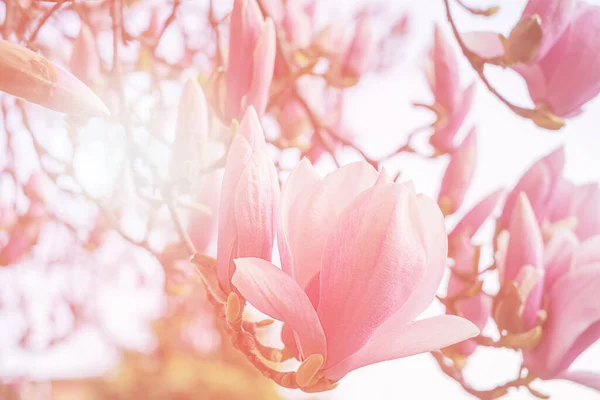 Drzewo magnolii kwitnie wiosną. delikatne różowe kwiaty kąpielowe w słońcu. — Zdjęcie stockowe