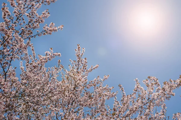Błękitne niebo i różowe kwiaty wiśni wczesną wiosną — Zdjęcie stockowe