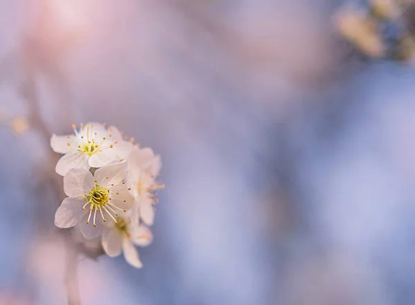 Biała wiśnia kwitnie wczesną wiosną. Przestrzeń kopiowania — Zdjęcie stockowe