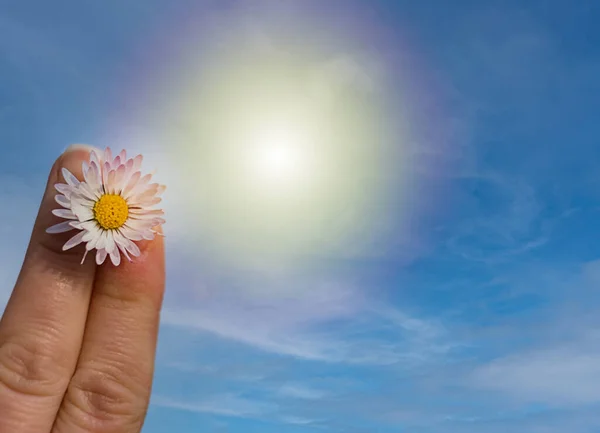 Biały rumianek w dłoni na tle nieba słońce. Przestrzeń kopiowania — Zdjęcie stockowe