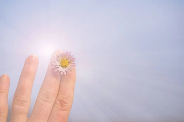 Biały rumianek w dłoni na tle nieba słońce. Przestrzeń kopiowania — Zdjęcie stockowe