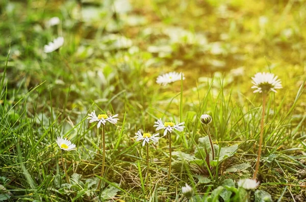 Bahar güneşinde beyaz papatyalar. Çiçek açıyor. Çiçekli papatya çayı. — Stok fotoğraf