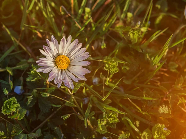 Papatya ve güneş ile yeşil çim sahada — Stok fotoğraf