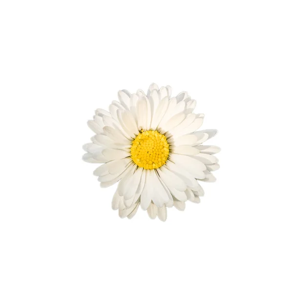 Belle marguerite blanche, isolée sur fond blanc — Photo