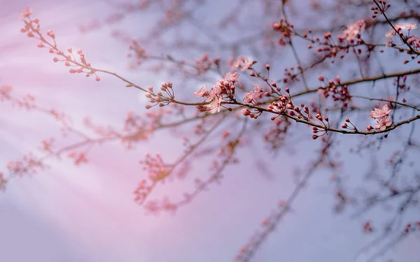 İlkbaharın başlarında pembe kiraz çiçekleri açar. Metin için yer — Stok fotoğraf