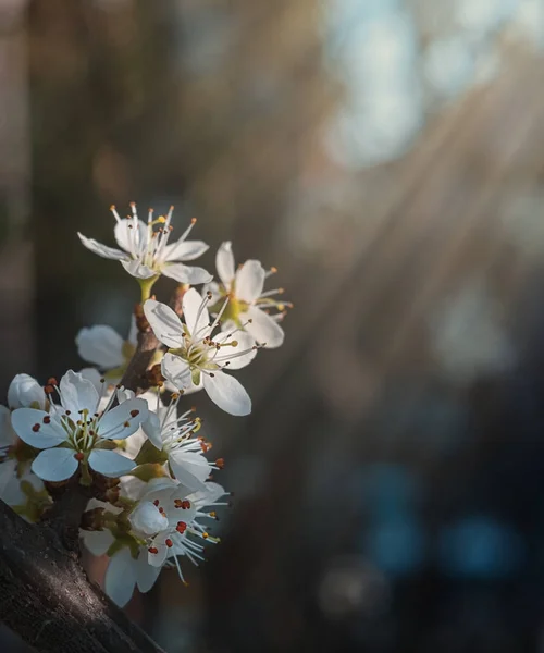 Kwitnę na gałąź wiśnia drzewo. Znak wiosny — Zdjęcie stockowe