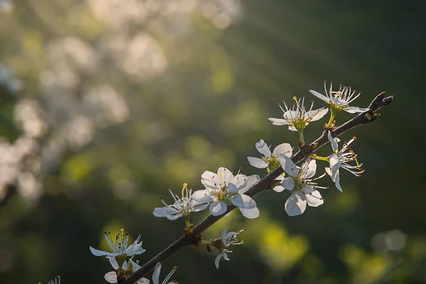 Kwitnę na gałąź wiśnia drzewo. Znak wiosny — Zdjęcie stockowe
