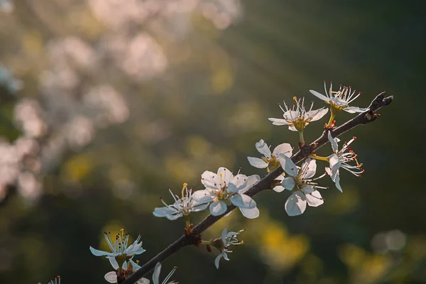 Kiraz ağacının dalında çiçekler. İlkbahar işareti — Stok fotoğraf