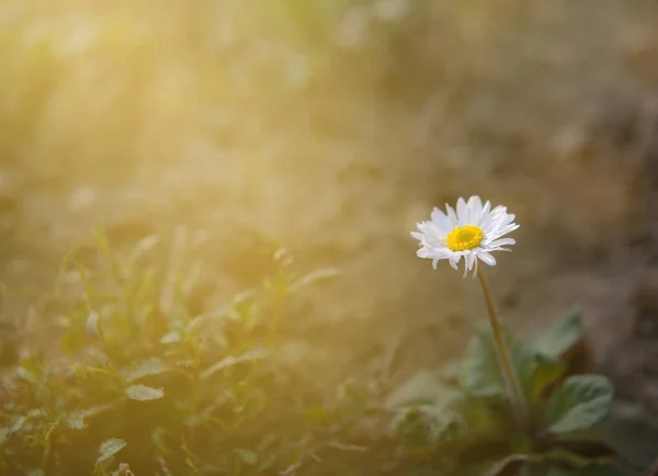 Papatya ve güneş ile yeşil çim sahada — Stok fotoğraf