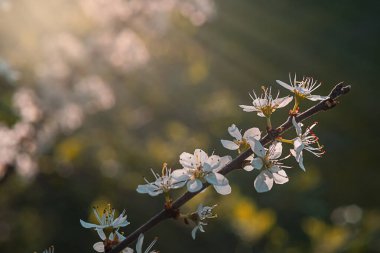 Kiraz ağacının dalında çiçekler. İlkbahar işareti
