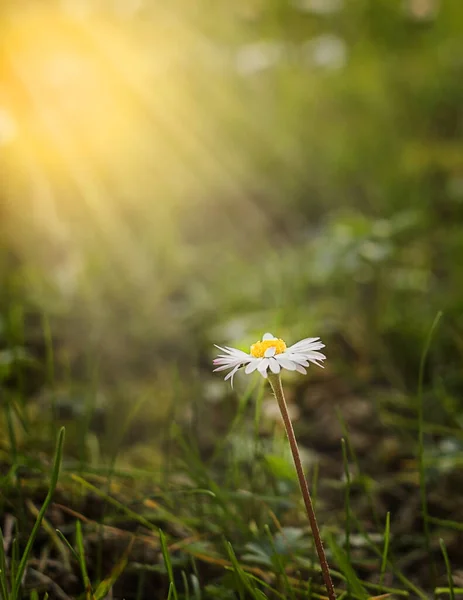 Rumianek i słońca na polu z zielonej trawie — Zdjęcie stockowe