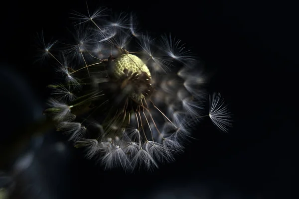 Nahaufnahme eines Löwenzahn-Samenkopfes, teilweise vom Wind auf schwarzem Hintergrund verweht — Stockfoto