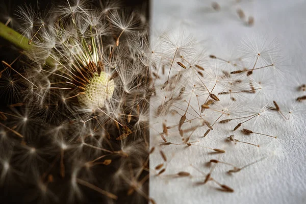 Close up of a dandelion seedhead, partially blown by the wind on light and black background — Fotografia de Stock