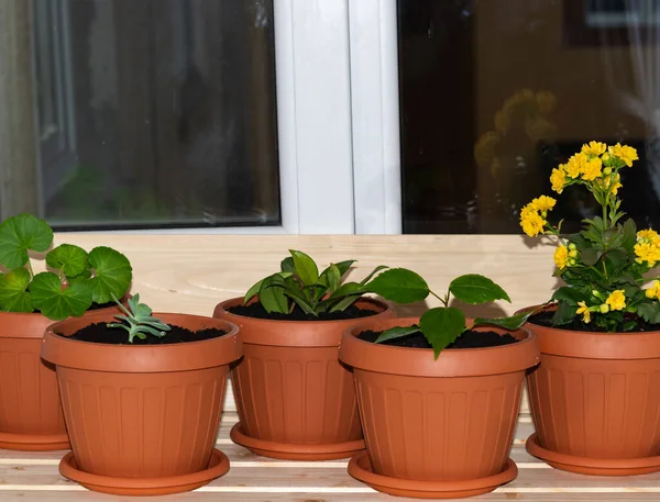 Çiçek saksılarının yakın plan fotoğrafı yeni dikilmiş ve balkon penceresine yerleştirilmiş.