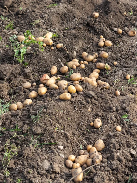 Patates hasadı az önce bahçenin verimli topraklarından çıkarıldı.