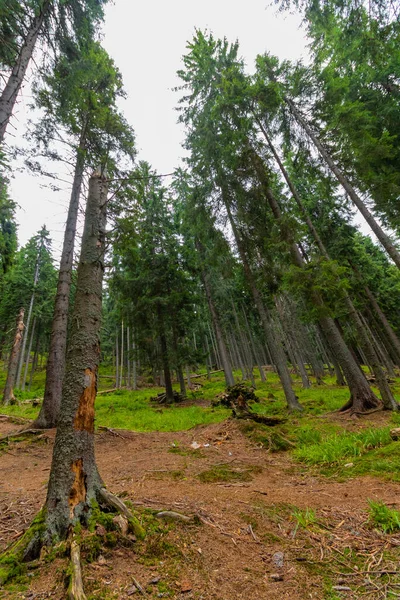 Kesilmiş ya da kesilmiş ağaç gövdeleri ile ormanın fotoğrafı, aşağıdan yukarıya doğru fotoğraflanmış; ağaçların arasındaki gökyüzüne bakın