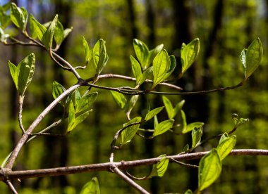 Güneşin altında yeşil yapraklı dallar