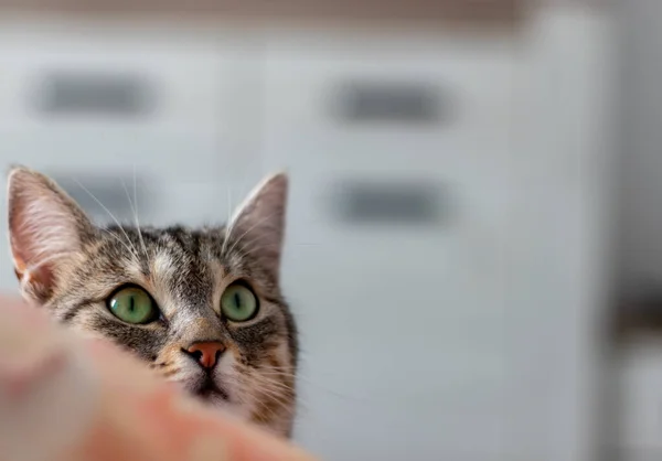 Adorable cat with green eyes looking up