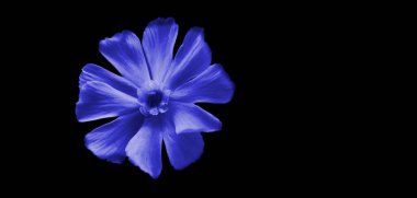 siyah bir zemin üzerine mavi çiçek