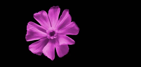 Fioletowy Kwiat Czarnym Tle — Zdjęcie stockowe
