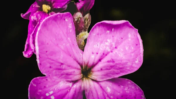 Fiore Rosa Sfondo Nero — Foto Stock