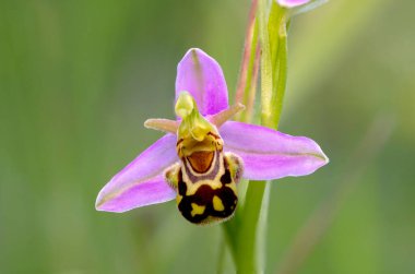 Arı orkidesi Ophrys apifera