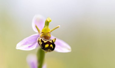 Arı orkidesi Ophrys apifera