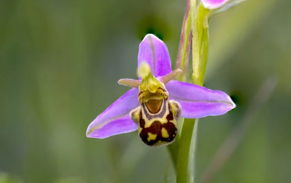 Arı orkidesi Ophrys apifera